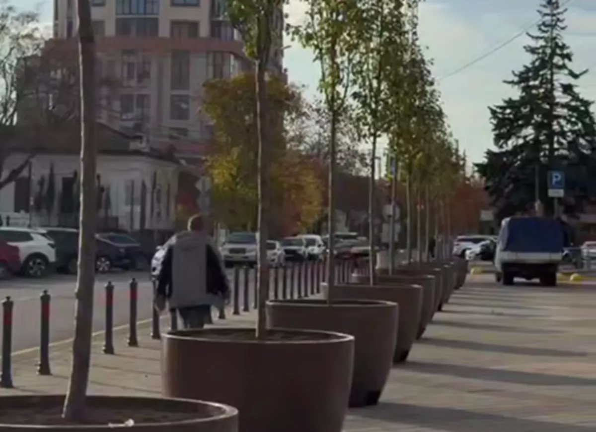 Вазоны с декоративными деревьями появились на Главной городской площади Краснодара 