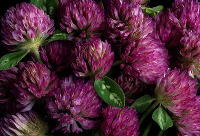 7 лекарственных растений, которые растут у вас под ногами