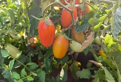 Время удобрять: подкормка томатов в июле влияет на качество и количество урожая