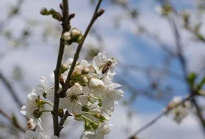 Синоптик рассказала, когда на юге России наступит климатическая весна
