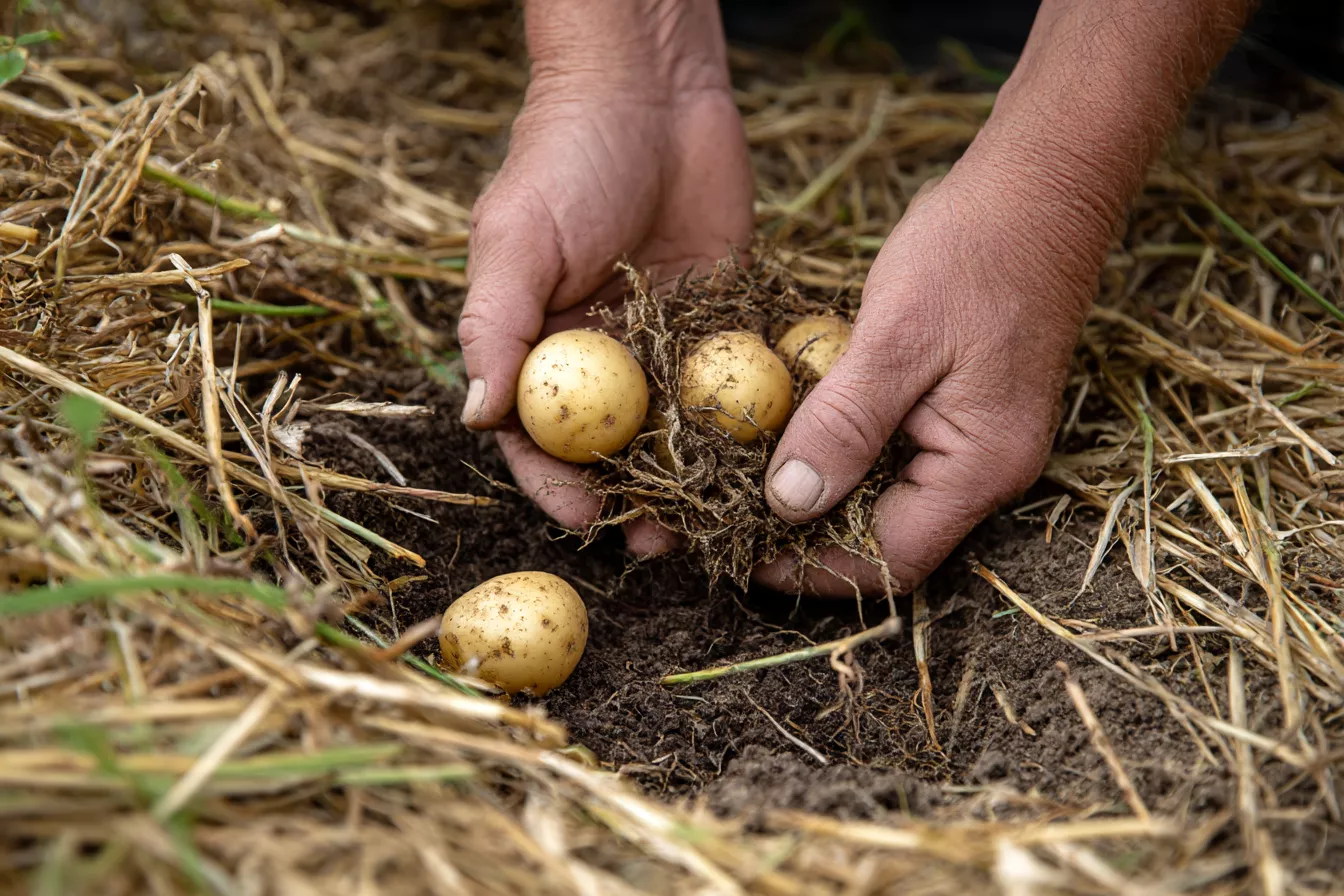 Посадил и ушёл: эксперимент с картошкой, которую не выкапывали несколько лет