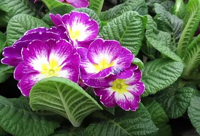 Завалит густыми соцветиями: как ухаживать за примулой комнатной сразу после покупки – первоцвет на подоконнике