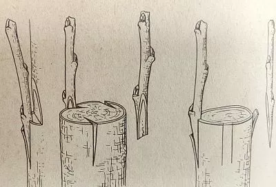 Выращиваем новый сорт на сломанной яблоне за 1 сезон с летней прививкой