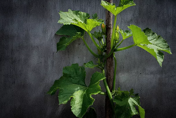 Выращиваем кабачки  вертикально — экономим место и побеждаем болезни