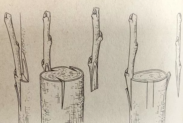 Выращиваем новый сорт на сломанной яблоне за 1 сезон с летней прививкой