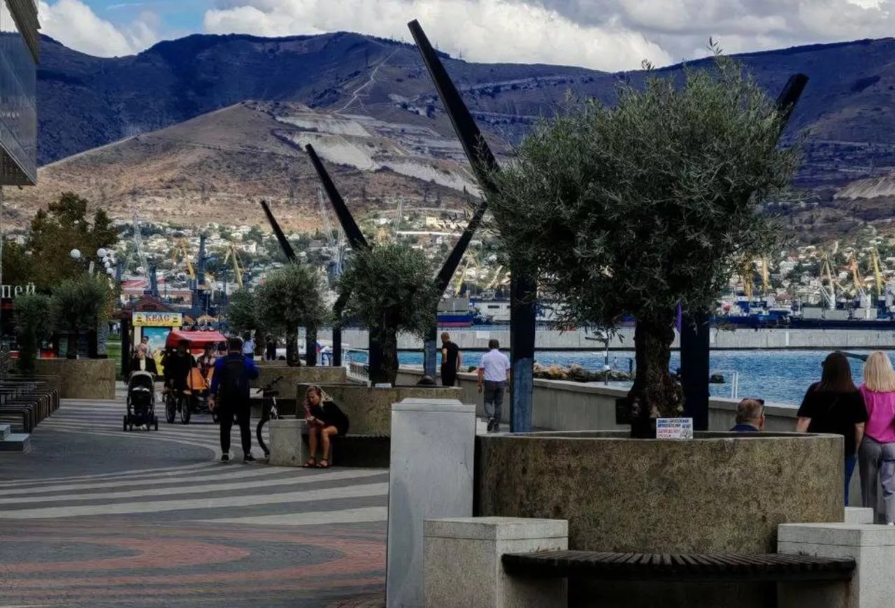 На набережной Новороссийска высадили оливковые деревья и фотинии