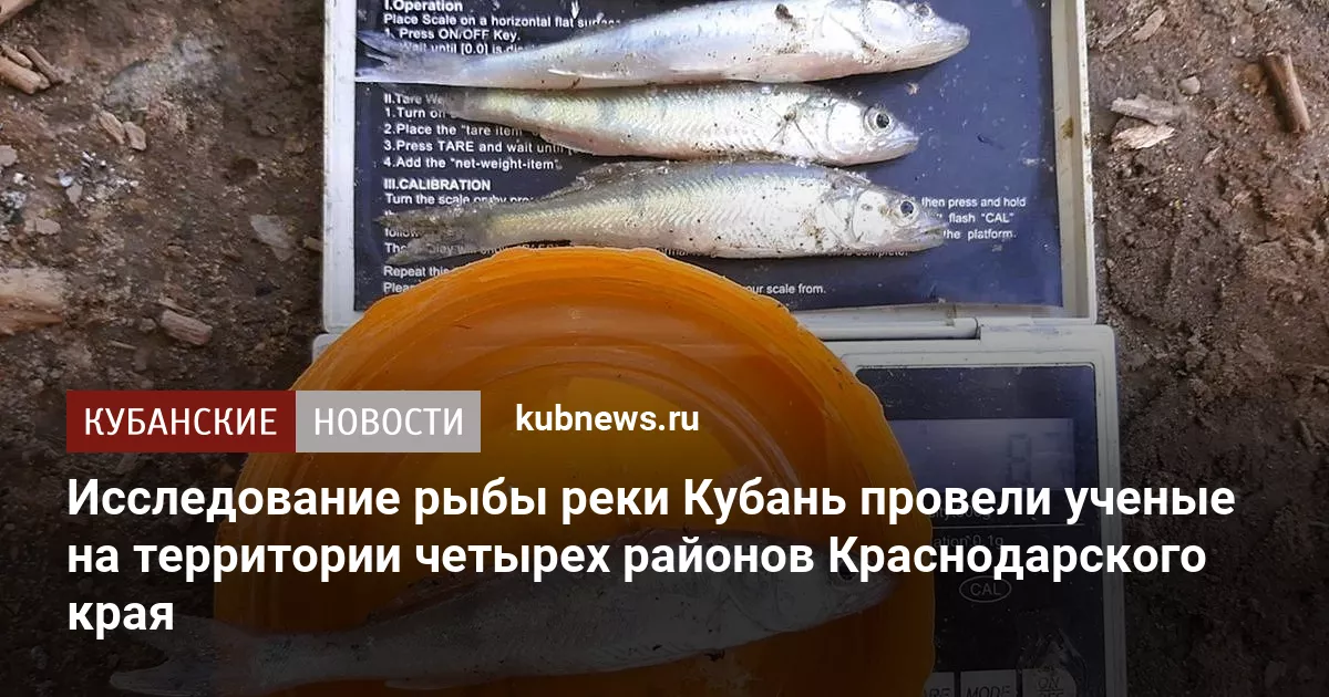 Исследование рыбы реки Кубань провели ученые на территории четырех районов Краснодарского края