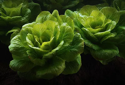 Южане ещё могут посеять эти культуры и встретить осень с урожаем