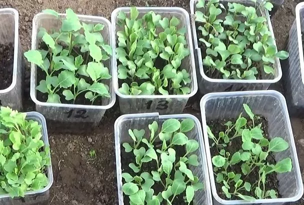 Пикировка капусты со 100 % результатом: сделайте такой стаканчик (совет внутри), и можете готовить тару под урожай 2025 