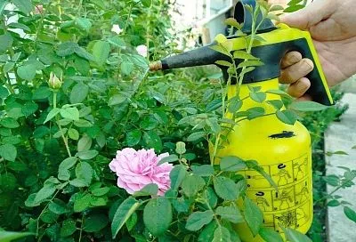 От нематоды и проволочника: выбираем сидераты, которые защитят от злостных вредителей