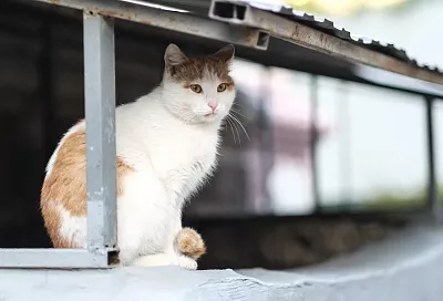 Почему обычные кошки лучше породистых: 5 причин выбрать «дворянина»