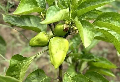 Болгарский перец для новичков: сорта, которые дадут урожай почти без ухода