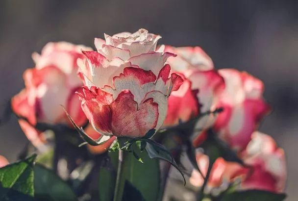 Подкормил розы в августе так — и подготовил кусты к зимовке правильно