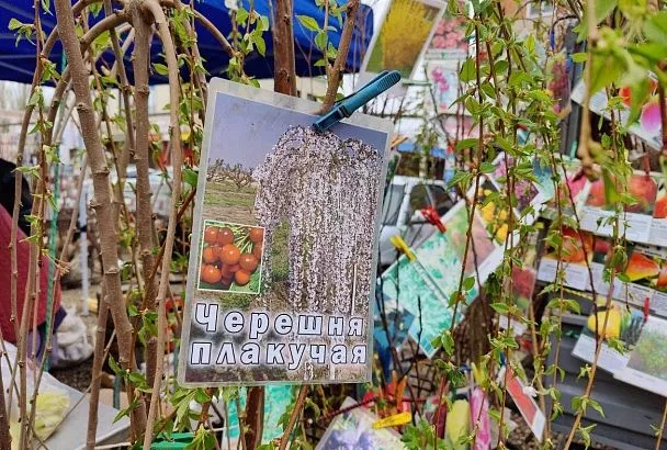 Черешня Плакучая станет жемчужиной вашего сада: как вырастить изысканное дерево из черенка 