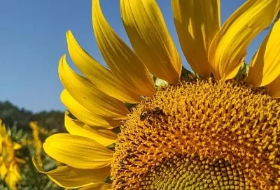 Топ самых недорогих натуральных видов меда из подсолнечника, акации, липы и гречихи