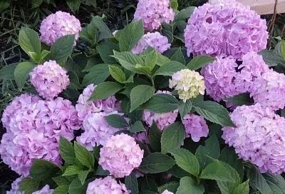 Кефир для гортензии: подкормка, которая заставит растение цвести огромными шапками