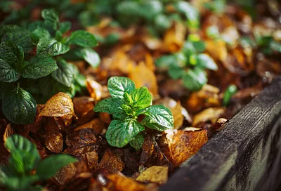 Можно ли вырастить картофель только в листьях без почвы?