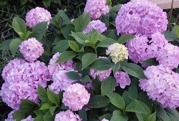 Кефир для гортензии: подкормка, которая заставит растение цвести огромными шапками