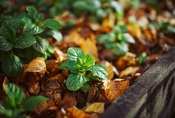 Можно ли вырастить картофель только в листьях без почвы?