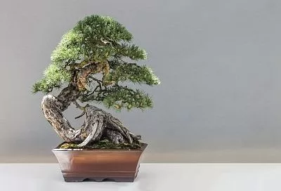 Чем удобрить бонсай: даже самое маленькое деревце нуждается в подкормке