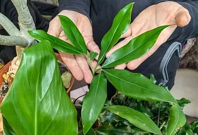 «Веселая булочка» в вашем доме: цветовод рассказал о самом модном сейчас комнатном растении