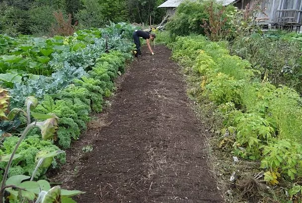 Где угодно — не вырастет: несколько способов дренажа почвы