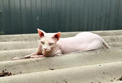 Что за лев этот тигр: 5 самых злых пород кошек