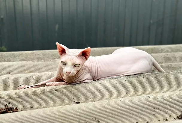 Что за лев этот тигр: 5 самых злых пород кошек