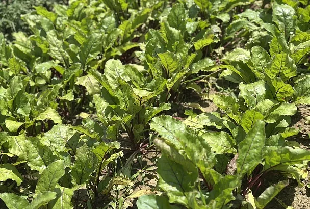 С думой о свекле: вырастить вкусный и нежный корнеплод легко, если не допускать ошибок