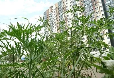 На площади более 19 тыс. гектаров скосили амброзию и сорняки в Краснодаре 