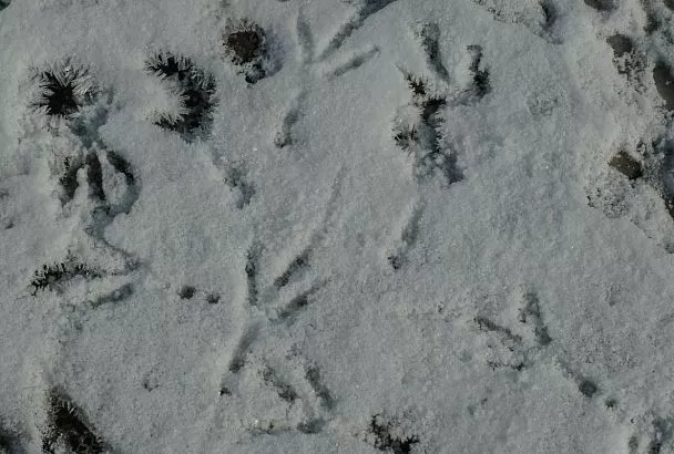 В Ейске выпал первый снег