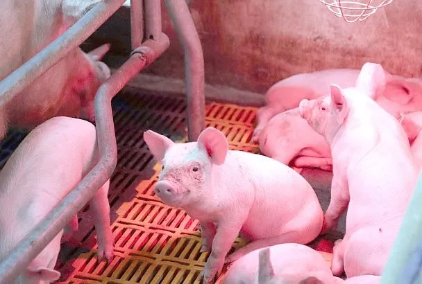 Корм в привесах: на чем растет кубанское животноводство