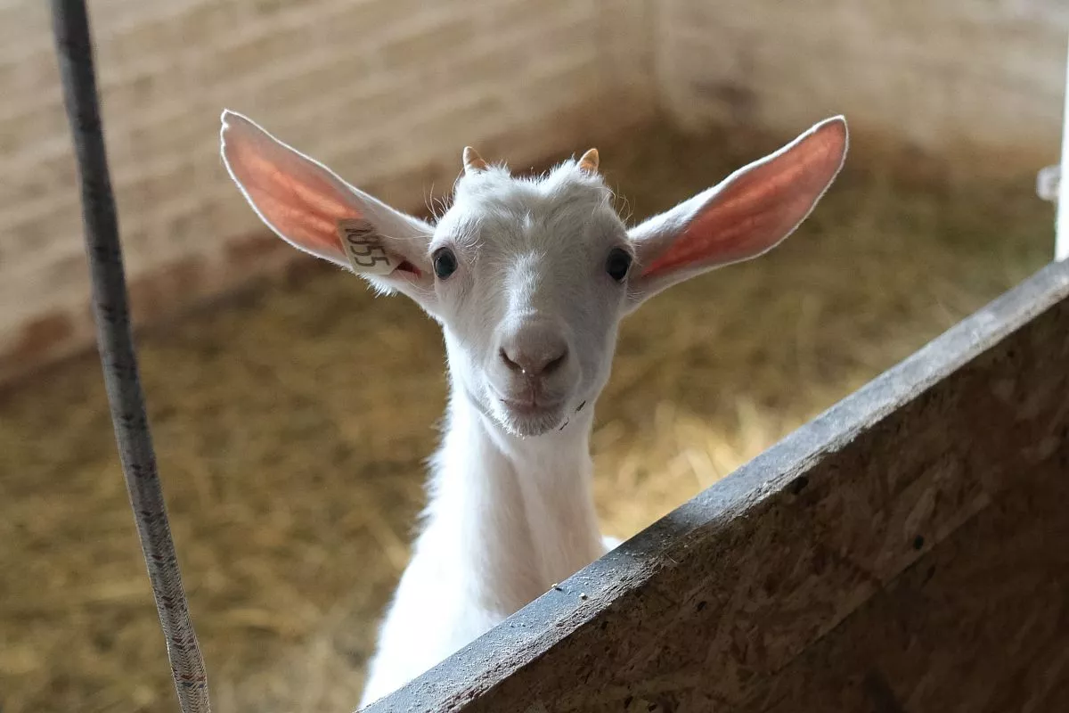 На месте первого, построенного своими руками корпуса, где пришлось в молодости дневать и ночевать, теперь содержатся козы и овцы. На месте первого, построенного своими руками корпуса, где пришлось в молодости дневать и ночевать, теперь содержатся козы и овцы.