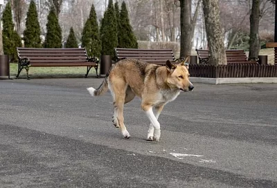 Бастрыкину доложат по уголовному делу о бездействии властей при отлове собак в Краснодаре