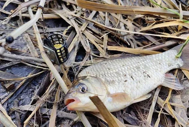 Карась весной дуреет от такого червя: Секрет сумасшедшего клёва даже в «мёртвый сезон»