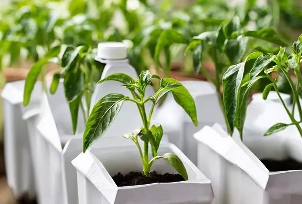 Молочные пакеты не выбрасываю, а использую вместо кассет: мой бюджетный способ вырастить крепкую рассаду