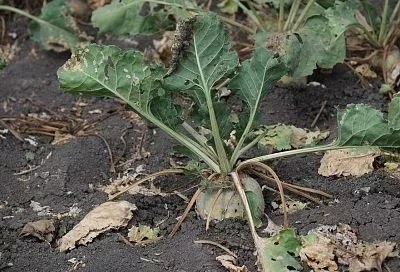 Чтобы не стало горько вместо сладко: когда собирать урожай свеклы