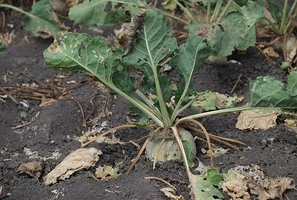Чтобы не стало горько вместо сладко: когда собирать урожай свеклы