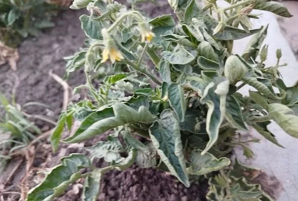 Скручиваются или сворачиваются: что хотят вам сказать листья томата