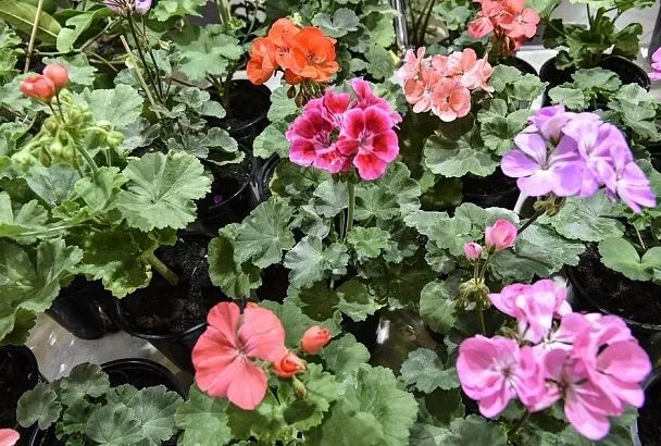 Не кормить и резать: особенности зимнего ухода за комнатной геранью