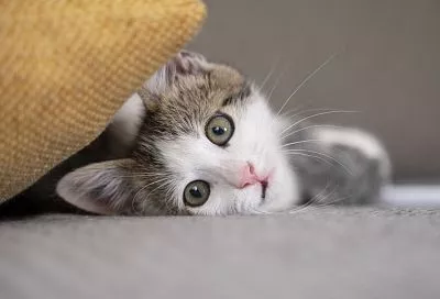 Лишай и бешенство: в Роспотребнадзоре рассказали, чем человек может заразиться от кошки