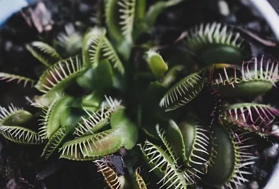 Станете охотником - за компанию. Все секреты ухода за хищницей в горшке - венериной мухоловкой