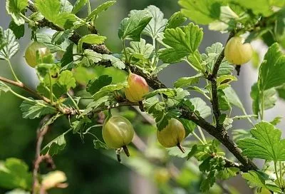 Постриги и накорми: как вырастить богатый урожай крыжовника