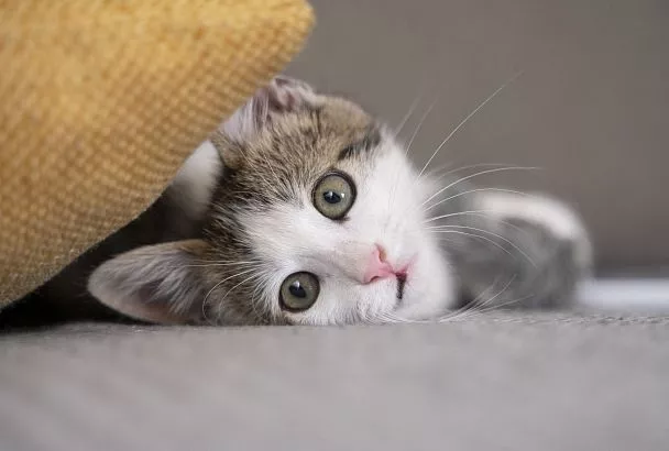 Лишай и бешенство: в Роспотребнадзоре рассказали, чем человек может заразиться от кошки