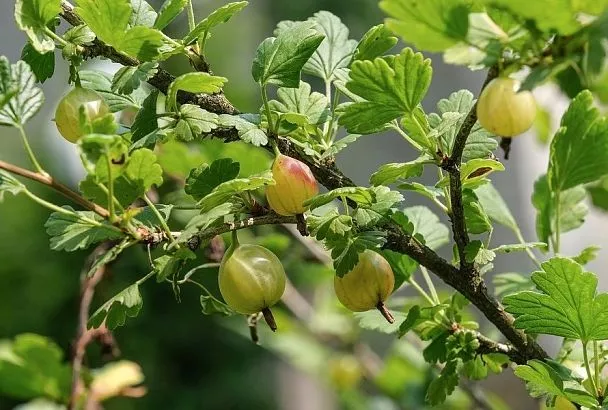 Постриги и накорми: как вырастить богатый урожай крыжовника