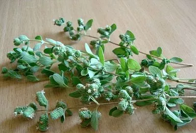 Лучшее средство от прыщей: рецепт маски с орегано, который делает кожу чистой