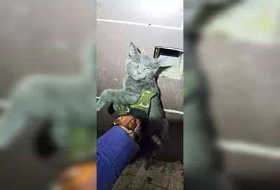 Спасатели вызволили застрявшего в вентиляции котенка в Новороссийске