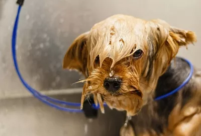 Россияне стали в 5,5 раза больше тратить на косметику для собак