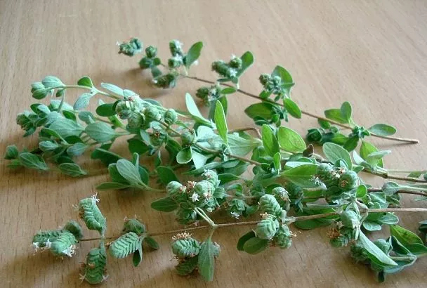 Лучшее средство от прыщей: рецепт маски с орегано, который делает кожу чистой