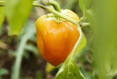 Как по листьям определить, чего не хватает вашим перцам: сигналы и срочная помощь